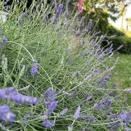 The View Appartement