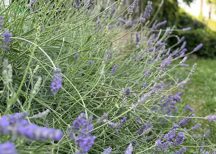 The View Апартаменты